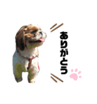 あんこちゃんすたんぷ②（個別スタンプ：4）