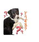 ボーダーコリー＋α（個別スタンプ：3）