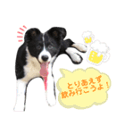 ボーダーコリー＋α（個別スタンプ：9）