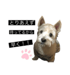 ブランくんstamp（個別スタンプ：1）
