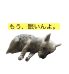 ブランくんstamp（個別スタンプ：2）