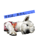 ブランくんstamp（個別スタンプ：3）