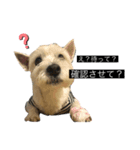 ブランくんstamp（個別スタンプ：7）