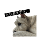 ブランくんstamp（個別スタンプ：8）