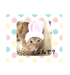 うたまろスタンプ②よく使う編（個別スタンプ：4）