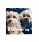 ダップー＆マルプースタンプ2（個別スタンプ：11）