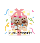 ダップー＆マルプースタンプ2（個別スタンプ：40）