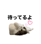 うちの猫たち。④（個別スタンプ：3）