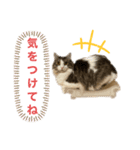 うちの猫たち。④（個別スタンプ：4）