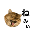 うちの猫たち。④（個別スタンプ：6）