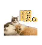うちの猫たち。④（個別スタンプ：7）