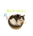 うちの猫たち。④（個別スタンプ：8）