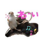 鳥さんと愉快なギョロ目ちゃん（個別スタンプ：2）