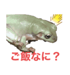 鳥さんと愉快なギョロ目ちゃん（個別スタンプ：3）