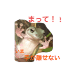 鳥さんと愉快なギョロ目ちゃん（個別スタンプ：5）