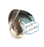 鳥さんと愉快なギョロ目ちゃん（個別スタンプ：11）