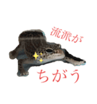 鳥さんと愉快なギョロ目ちゃん（個別スタンプ：12）