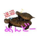 鳥さんと愉快なギョロ目ちゃん（個別スタンプ：15）