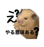 鳥さんと愉快なギョロ目ちゃん（個別スタンプ：16）