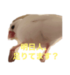 鳥さんと愉快なギョロ目ちゃん（個別スタンプ：22）