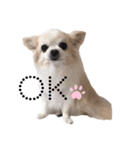 愛犬ルーちゃんのスタンプ（個別スタンプ：1）