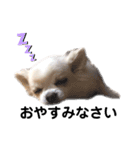 愛犬ルーちゃんのスタンプ（個別スタンプ：2）