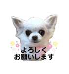 愛犬ルーちゃんのスタンプ（個別スタンプ：3）