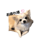 愛犬ルーちゃんのスタンプ（個別スタンプ：4）