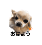 愛犬ルーちゃんのスタンプ（個別スタンプ：5）