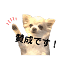 愛犬ルーちゃんのスタンプ（個別スタンプ：7）