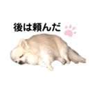 愛犬ルーちゃんのスタンプ（個別スタンプ：9）