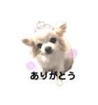 愛犬ルーちゃんのスタンプ（個別スタンプ：10）