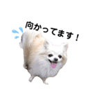 愛犬ルーちゃんのスタンプ（個別スタンプ：12）