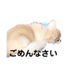 愛犬ルーちゃんのスタンプ（個別スタンプ：13）