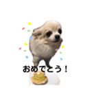 愛犬ルーちゃんのスタンプ（個別スタンプ：15）