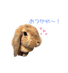 蓮のお気に入り（個別スタンプ：1）