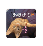 蓮のお気に入り（個別スタンプ：9）