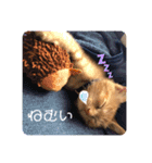 蓮のお気に入り（個別スタンプ：10）