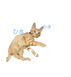蓮のお気に入り（個別スタンプ：11）