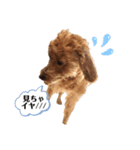 ワンコとのくらし（個別スタンプ：4）