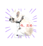 び、び、ビーム！（個別スタンプ：1）