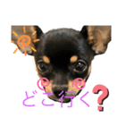 チワワスムースのルル（個別スタンプ：1）