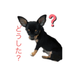 チワワスムースのルル（個別スタンプ：2）