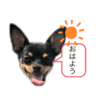 チワワスムースのルル（個別スタンプ：6）