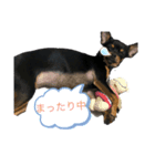 チワワスムースのルル（個別スタンプ：8）