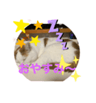 イケにゃんスタンプ（個別スタンプ：2）