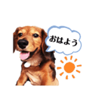 ミニチュアダックスフンドのダーコ日本語（個別スタンプ：1）