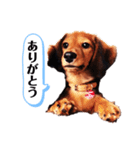 ミニチュアダックスフンドのダーコ日本語（個別スタンプ：2）