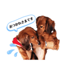 ミニチュアダックスフンドのダーコ日本語（個別スタンプ：5）