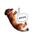 ミニチュアダックスフンドのダーコ日本語（個別スタンプ：6）